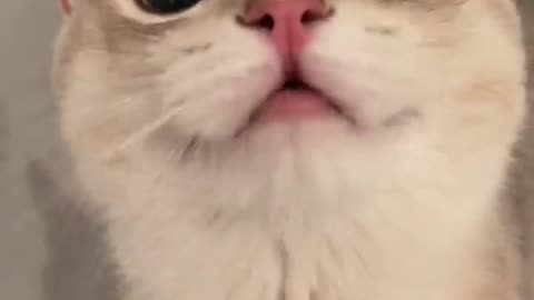 Cute cat 2