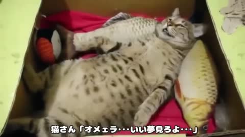 Videos of Cute and Funny Cats to Make You Smile