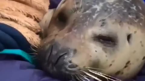 Sea cat hug anyone more love |Funny animal videos| try not to laugh