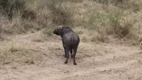 Lion vs Buffalo fight to Death | Wild Animals