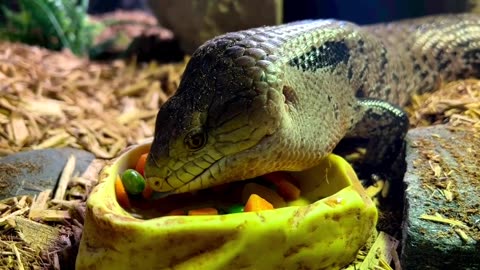 Blue-tongued skinks, like Blue Ivy, are omnivores. She enjoys a diet.