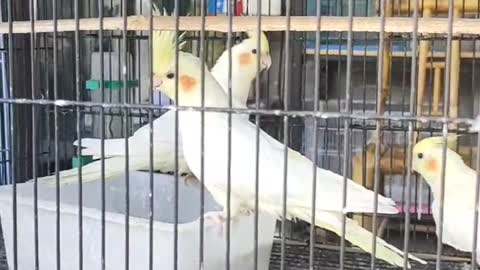 three crowned parrots