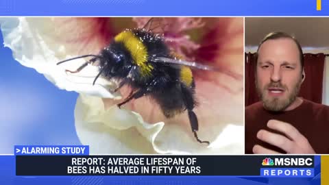 New Bad News About Honeybees