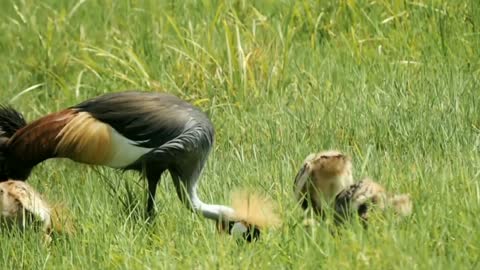 Babies of Grey crowned crane #crane