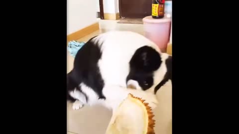 Awesome cat Funny and Cute Animals Compilation V1