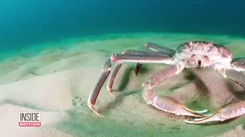 Why Are Snow Crabs Disappearing From Alaska’s Coast?