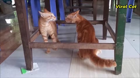 Cats Fighting and Meowing - These Two are Bloody Brothers | Viral Cat