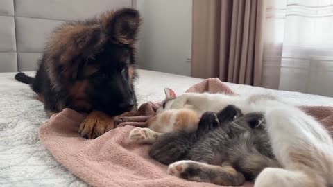 German Shepherd is Trying to Make Friends with a Tiny Kitten