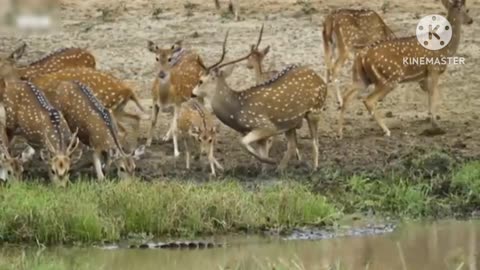 Crocodile attack at the Watering hole | planet earth