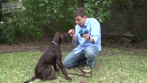 How to Teach your Dog to Stay in 3 Steps Force Free!