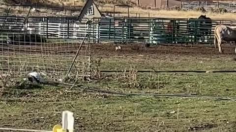 The baby pigs got caught sneeking out into the main pasture!