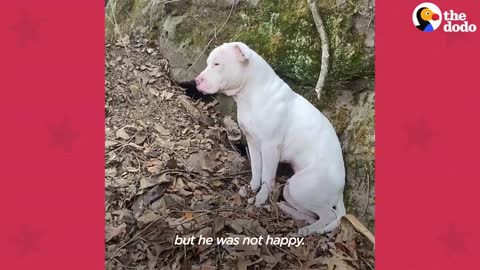 Pittie Rescued From Cliff Has A Superpower _ The Dodo Pittie Nation