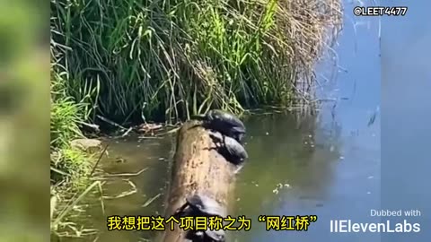 Animal World Funny English Voiceover A withered tree, now a turtle's majestic throne.