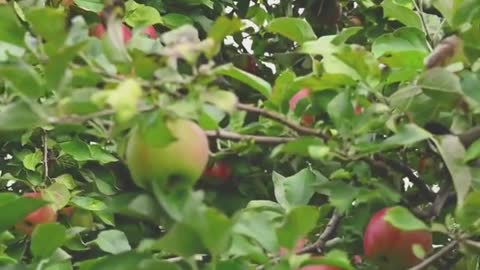 apple fruits