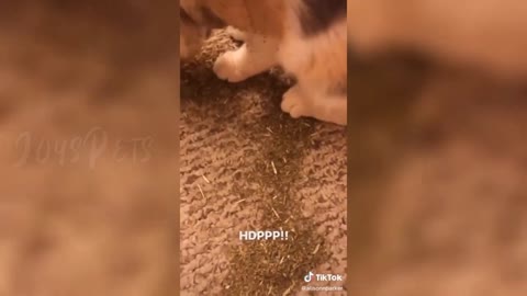 🙀🙀🙀Funny Cats React to Catnip🙀🙀🙀 - Part 1