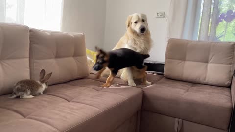 Golden Retriever and German Shepherd Puppy Meet New Baby Rabbit