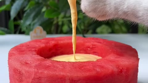 😲REAL Fruit Cake + Mango Latte, So Perfect!😻 | Chef Cat Cooking #tiktok #Shorts