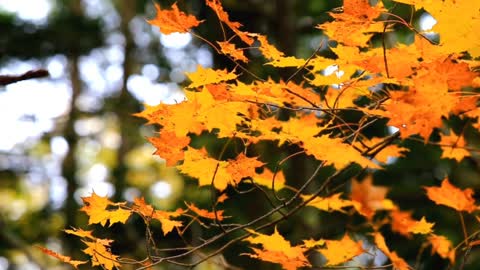 Burning Autumn | Red-Orange Autumn