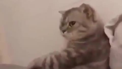 Watch this very funny cat 😂😂😂