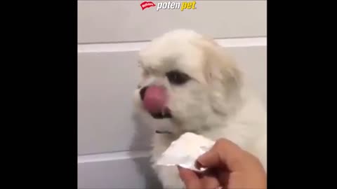 Cachorro fofinho é tratado igual bebê