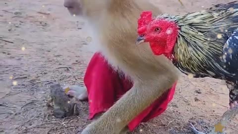 Funny Animal Video Part 2