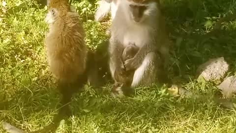 Grivet Monkey with her family.