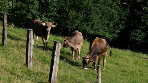 What is Chesterton’s Fence?