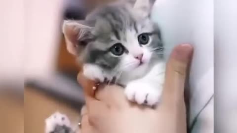 cute Cat ☺️