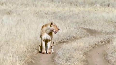 Cute baby lion 1