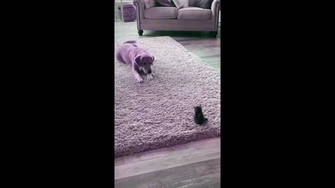 Dogs Funny Reaction to Cat Amazing