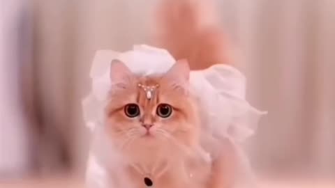 Cute cat video