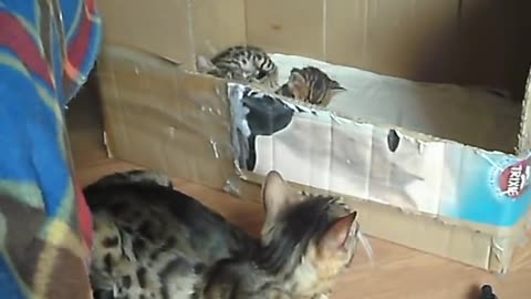 bengal cat talking to her kitten - ORIGINAL