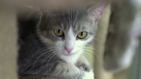 Bright green eyed kitty relaxing on cat tree