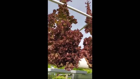 lettuce harvest at the end of the year