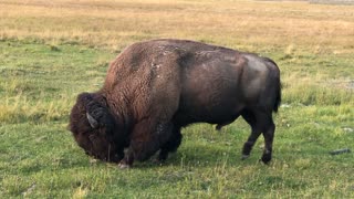 Close up Bison in Yellowstone