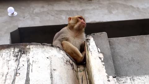 राज़ाबाबू सारी रोटियाँ लेकर भाग गया _ Raja Babu Monkey Top Funny Video _ Monkeys Viral Video (1)