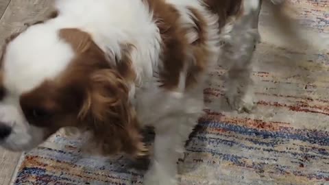 King Charles Cavalier reverse sneeze