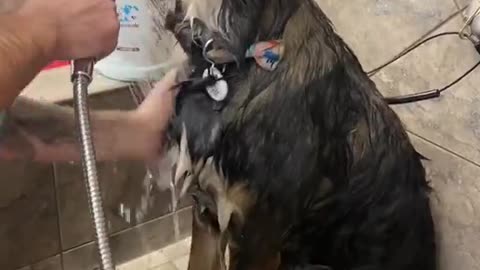 Spa Day for Partially Blind Rescue Dog