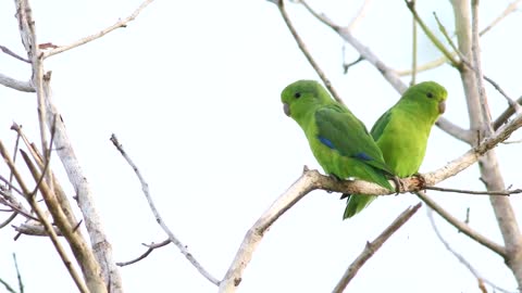 Cobalt rumpled parrotlet