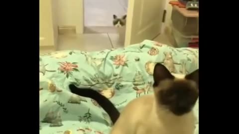 funny cats video