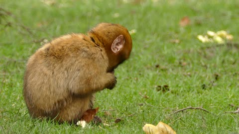 Watch how the little monkey eats bread