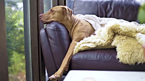 'SAD DOG' lying on the couch and looking out the WINDOW