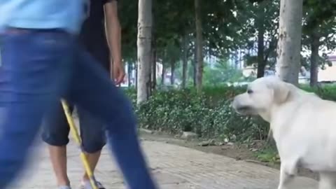 Dog helping blind man