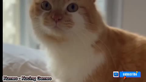 Suara kucing||kucing memanggil kawannya