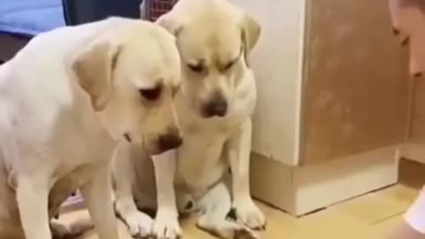 Super Funny Dog Video Compilation - Try Not To Laugh 🐕🐶