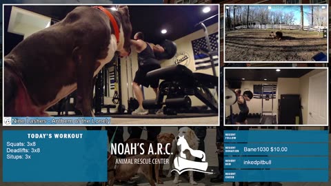 Gym Session w/Hank-a-Tank [Week 19] - Squats & Deadlifts // Animal Rescue Stream :)