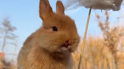 The little bunny is eating cotton candy.