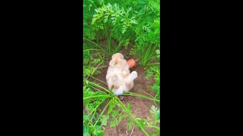 The little bunny is eating carrot leaves, aren't carrots delicious?