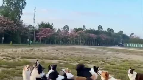 Dogs go crazy on a balloon!