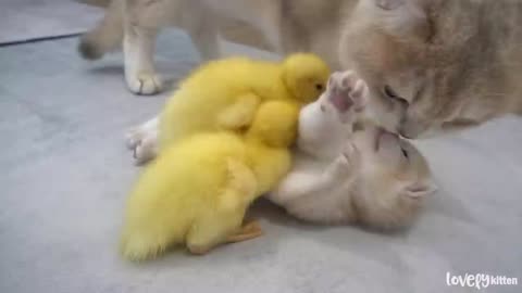 Cute funny video duck baby cat